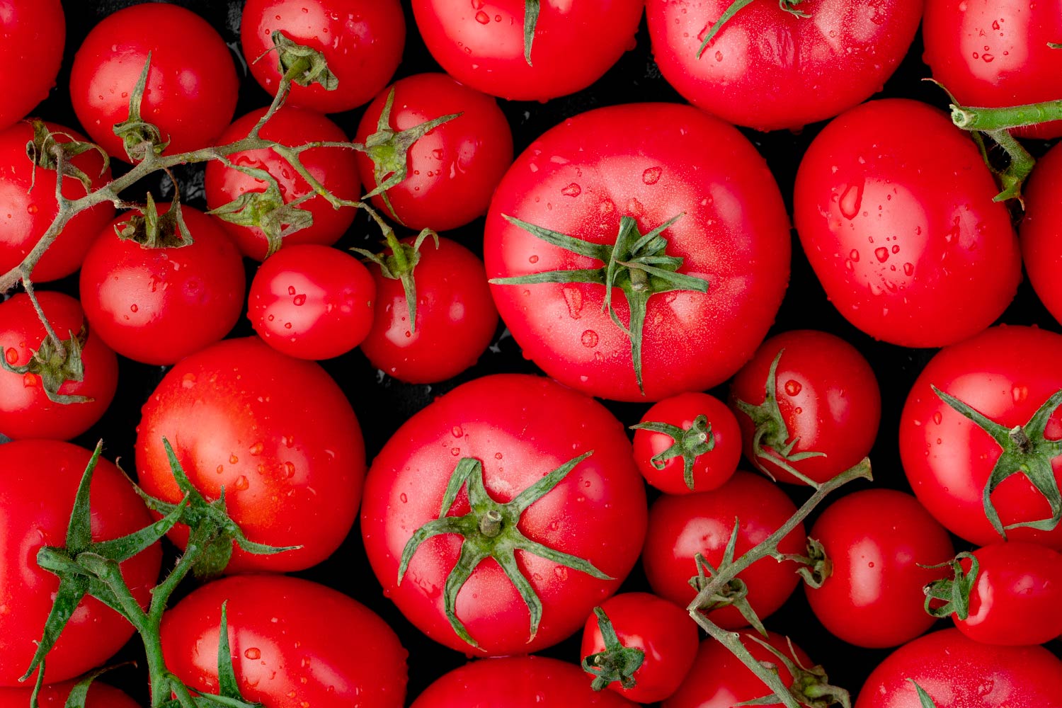 Purée de tomates : les meilleures variétés de tomates pour la préparer